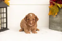 Juliet - Micro, a female Goldendoodle for sale in Goshen, IN – 3 of 4