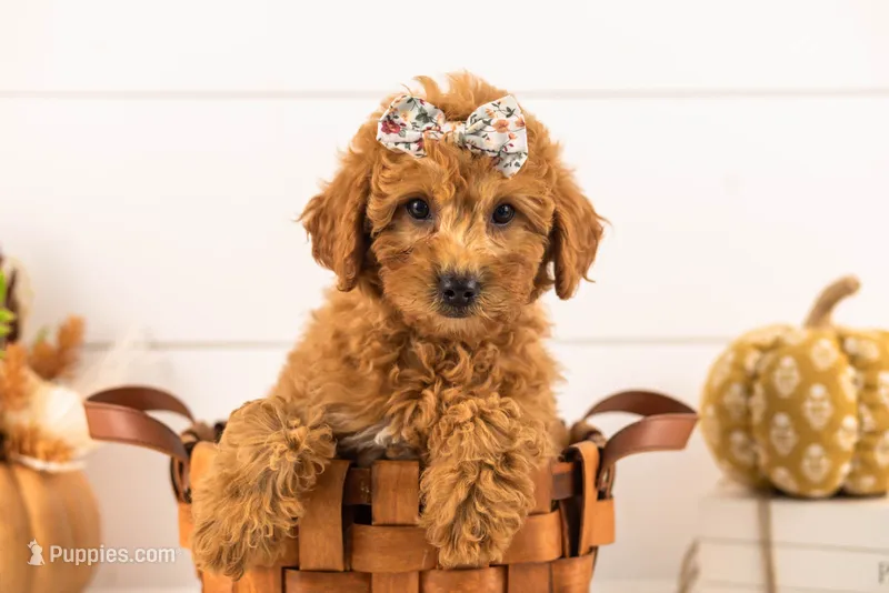 Ladybug - Mini – Goldendoodle puppy for sale in Goshen, IN