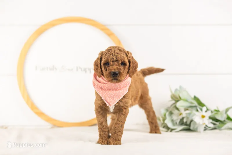 Glacier - mini – Miniature Goldendoodle puppy for sale in Goshen, IN