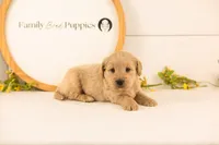Nugget - Medium, a male Goldendoodle for sale in Goshen, IN – 2 of 4