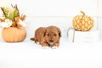 Alder - Mini, a male Goldendoodle for sale in Goshen, IN – 2 of 3