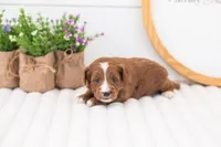 Maddy - Mini, a female Miniature Goldendoodle for sale in Goshen, IN – 3 of 4