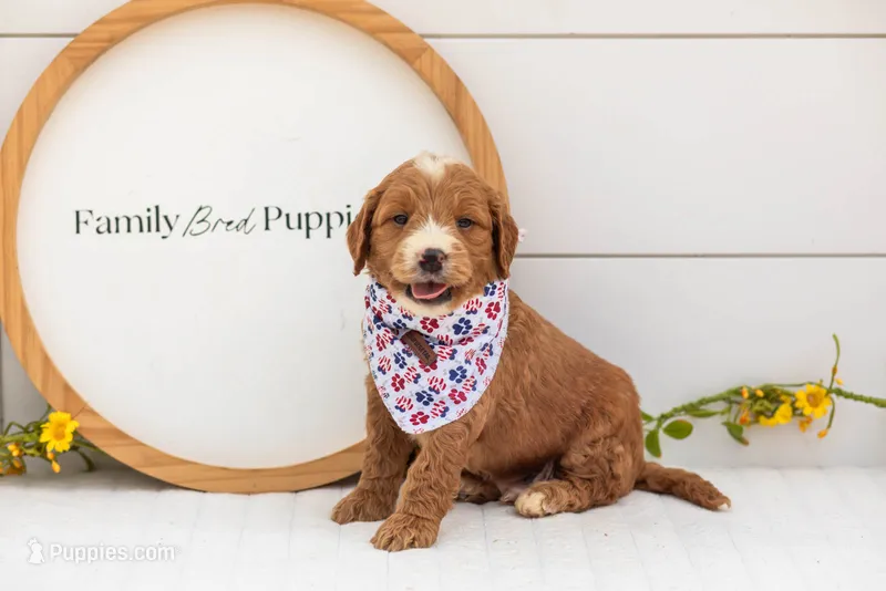 Maze - Medium – Goldendoodle puppy for sale in Goshen, IN