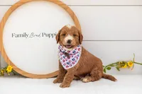 Maze - Medium, a male Goldendoodle for sale in Goshen, IN – 1 of 4