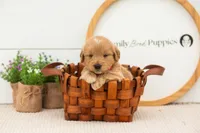 Emilia - Medium, a female Goldendoodle for sale in Goshen, IN – 3 of 6