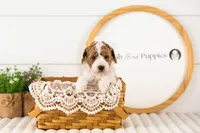 Lucy - Medium, a female Goldendoodle for sale in Goshen, IN – 2 of 7