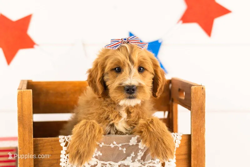 Phoebe - Medium – Goldendoodle puppy for sale in Goshen, IN