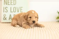 Amber - Mini, a female Miniature Goldendoodle for sale in Goshen, IN – 2 of 4
