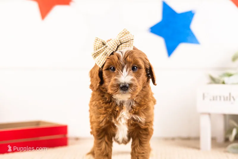 Queen - Mini – Miniature Goldendoodle puppy for sale in Goshen, IN