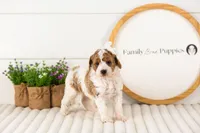 Lucy - Medium, a female Goldendoodle for sale in Goshen, IN – 3 of 7