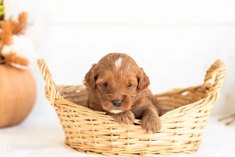 Nacho - Micro – Goldendoodle puppy for sale in Goshen, IN