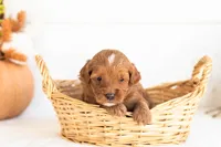 Nacho - Micro, a male Goldendoodle for sale in Goshen, IN – 1 of 4