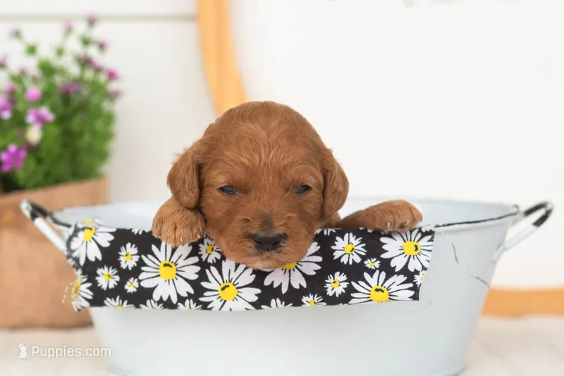 Starlet - Mini – Miniature Goldendoodle puppy for sale in Goshen, IN