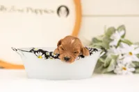 Elijah - Medium, a male Goldendoodle for sale in Goshen, IN – 4 of 7
