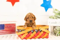 Denali - Mini, a male Miniature Goldendoodle for sale in Goshen, IN – 2 of 3
