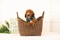 Pika - Mini, a male Miniature Goldendoodle for sale in Goshen, IN – 3 of 6