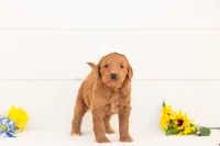Nutmeg - Medium, a female Goldendoodle for sale in Goshen, IN – Photo 3 of 3