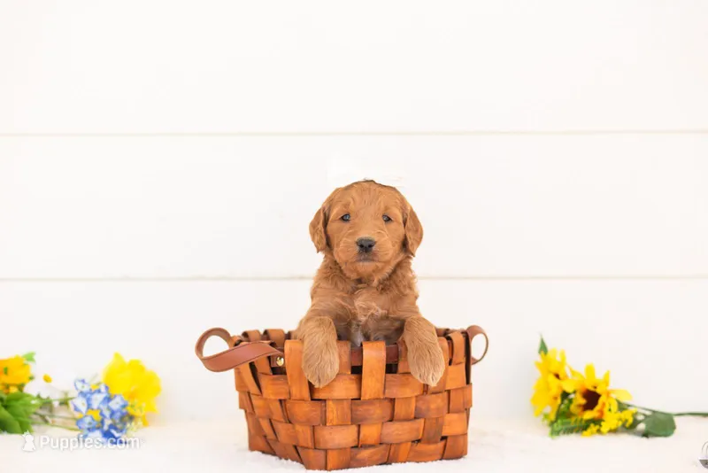 Nutmeg - Medium – Goldendoodle puppy for sale in Goshen, IN