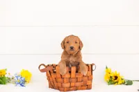 Nutmeg - Medium, a female Goldendoodle for sale in Goshen, IN – Photo 1 of 3