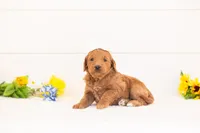 Nutmeg - Medium, a female Goldendoodle for sale in Goshen, IN – Photo 2 of 3