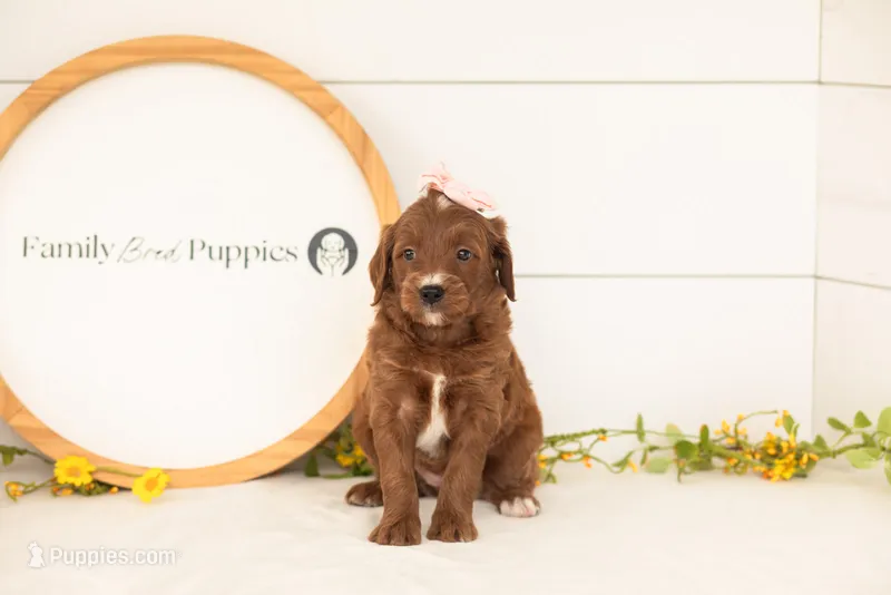 Jiggly - Mini – Miniature Goldendoodle puppy for sale in Goshen, IN