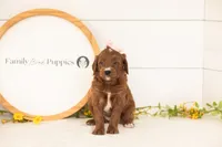 Jiggly - Mini, a female Miniature Goldendoodle for sale in Goshen, IN – 1 of 3