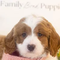Woody - Micro, a male Goldendoodle for sale in Goshen, IN – Photo 7 of 7