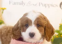 Woody - Micro, a male Goldendoodle for sale in Goshen, IN – Photo 4 of 4