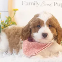 Woody - Micro, a male Goldendoodle for sale in Goshen, IN – Photo 6 of 7