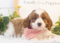 Woody - Micro, a male Goldendoodle for sale in Goshen, IN – Photo 3 of 4