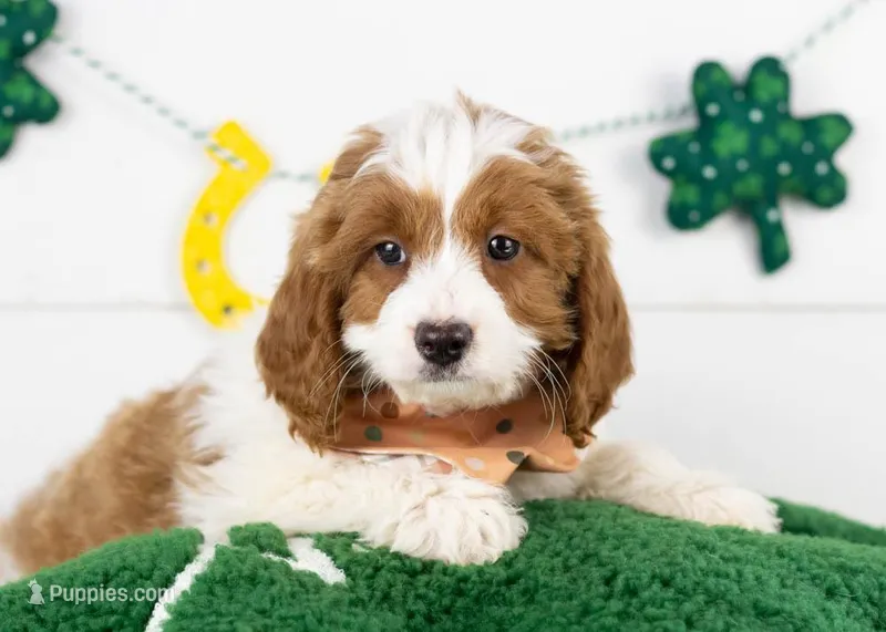 Woody - Micro – Goldendoodle puppy for sale in Goshen, IN