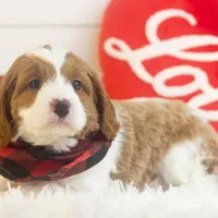 Woody - Micro, a male Goldendoodle for sale in Goshen, IN – Photo 5 of 7