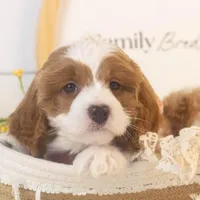 Woody - Micro, a male Goldendoodle for sale in Goshen, IN – Photo 4 of 7