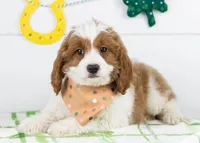 Woody - Micro, a male Goldendoodle for sale in Goshen, IN – Photo 3 of 7