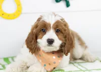 Woody - Micro, a male Goldendoodle for sale in Goshen, IN – Photo 2 of 7