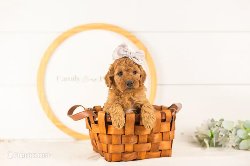 Savannah - Mini – Miniature Goldendoodle puppy for sale in Goshen, IN