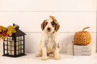 Pamir - Medium, a female Goldendoodle for sale in Goshen, IN – 4 of 5