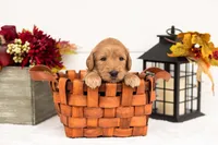 Scarecrow - Medium, a male Goldendoodle for sale in Goshen, IN – 2 of 5