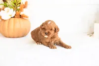 Nacho - Micro, a male Goldendoodle for sale in Goshen, IN – 4 of 4
