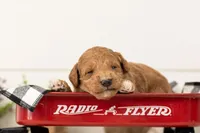 Levi - Medium, a male Goldendoodle for sale in Goshen, IN – 3 of 5