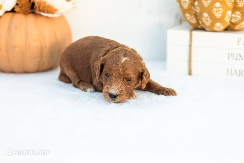 Alonzo - Mini – Goldendoodle puppy for sale in Goshen, IN