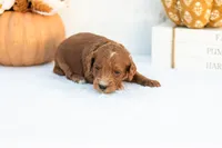 Alonzo - Mini, a male Goldendoodle for sale in Goshen, IN – 1 of 3