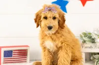 Linda - Micro, a female Goldendoodle for sale in Goshen, IN – 2 of 10