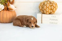 Adam - Mini, a male Goldendoodle for sale in Goshen, IN – 3 of 4