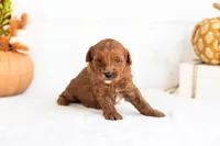Nana - Micro, a female Goldendoodle for sale in Goshen, IN – 4 of 4