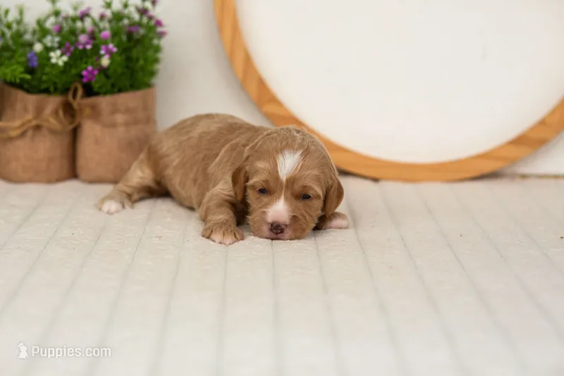Blaze - Mini – Miniature Goldendoodle puppy for sale in Goshen, IN