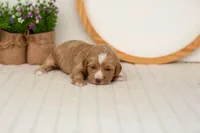 Blaze - Mini, a male Miniature Goldendoodle for sale in Goshen, IN – 1 of 4