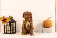 Ozark - Medium, a male Goldendoodle for sale in Goshen, IN – 2 of 4