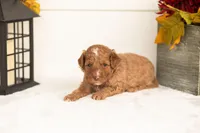 Juliet - Micro, a female Goldendoodle for sale in Goshen, IN – 2 of 4