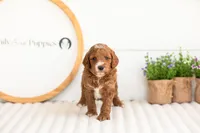Kai - Mini, a male Miniature Goldendoodle for sale in Goshen, IN – 5 of 6